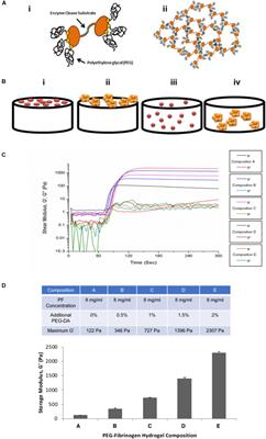 The Effect of Scaffold Modulus on the Morphology and Remodeling of Fetal Mesenchymal Stem Cells